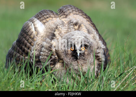 A Natural, Wild Long-eared Owlet (Asio otus) portrait. Showing display posture. Taken in the Angus Glens, Scotland, UK. Stock Photo