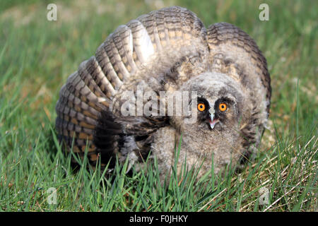 A Natural, Wild Long-eared Owlet (Asio otus) portrait. Showing display posture. Taken in the Angus Glens, Scotland, UK. Stock Photo