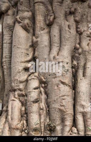 Baobab in the Koakoland in the north of Namibia Stock Photo