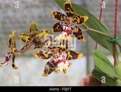 Tiger orchid in the garden Stock Photo