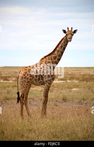 Standing giraffe on the flat pan of Etosha - Etosha National Park offers excellent game viewing Stock Photo