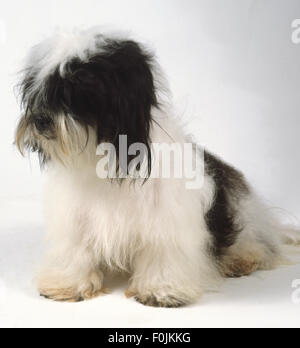 A black and white Kyi Leo dog with a long silky coat draping from its head and body.