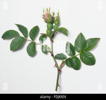Rosa canina, dog rose, with green leaves, closed pink rose bud and thorns. Stock Photo