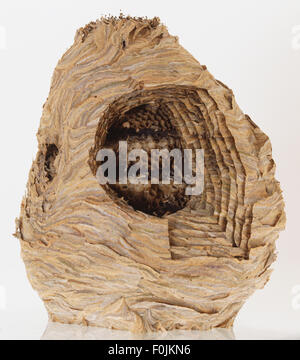 Cross section of Saxon wasp nest. Stock Photo