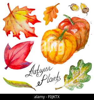 Vector autumn pumpkins,leaves and acorns Stock Vector