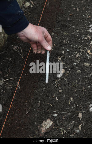 Planting pregerminated parsnip seeds step 5 check soil temperature is above 8degrees centigrade Stock Photo