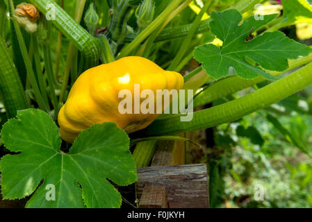 yellow Pattypan squash growing on a bed high Stock Photo