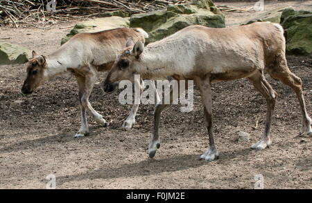 Finnish or Eurasian forest reindeer (Rangifer tarandus fennicus) Stock Photo