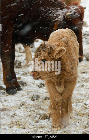 Calf (Bos taurus) in snow on Aurochs breeding site run by The Taurus Foundation, Keent Nature Reserve, The Netherlands, January. Stock Photo