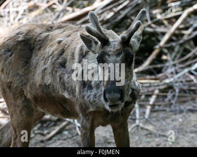 Moulting male Finnish or Eurasian forest reindeer (Rangifer tarandus fennicus) in closeup Stock Photo