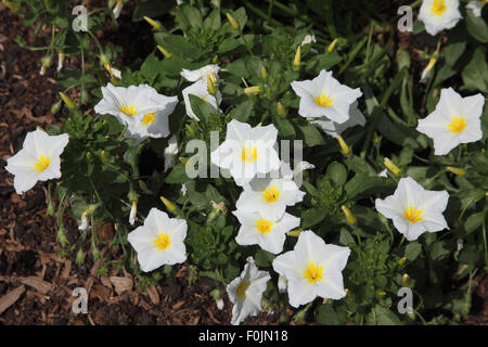 Convolvulus cneorum close up of plant in flower Stock Photo