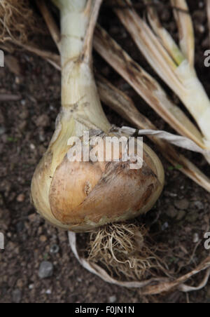 Allium cepa 'Jaunes de Chevaunes' Onion close up of mature bulb Stock Photo