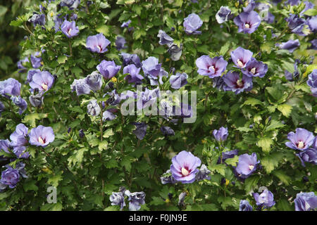 Hibiscus syriacus 'Oiseau Bleu' shrub in flower Stock Photo