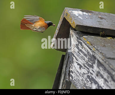 Redstart Phoenicurus phoenicurus Male flyimg to nest hole in barn Stock Photo
