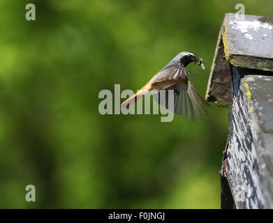 Redstart Phoenicurus phoenicurus  Male flyimg to nest hole in barn with insects Stock Photo