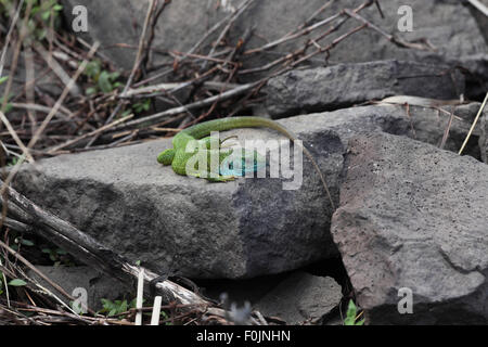 Lacerta viridis Green lizard male basking on rock Stock Photo