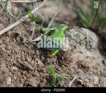 Green lizard Lacerta viridis male moving over ground front view Stock Photo