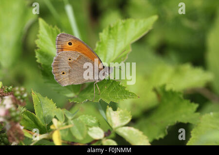 Meadow brown Maniola jurtina male at rest on leaf Stock Photo
