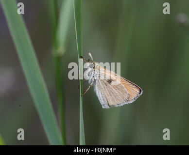 Essex skipper Thymelicus lineola at rest on grass stalk side view Stock Photo