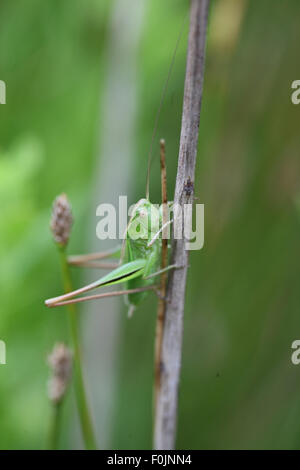 Two coloured bush cricket Metrioptera bicolor resting at rest on plant stalk Stock Photo
