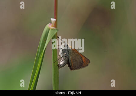 Small skipper Thymelicus sylvestris female egg laying on grass stalk Stock Photo