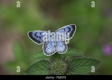 Large blue Maculinea arion  female at rest on plant Stock Photo