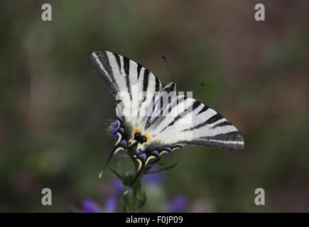 Scarce swallowtail Iphiclides podalirius feeding on vipers bugloss Stock Photo