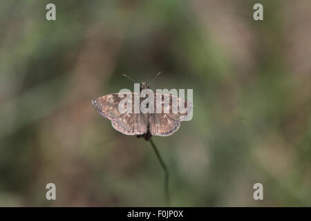 Dingy skipper Erynnis tages at rest on plant stalk Stock Photo