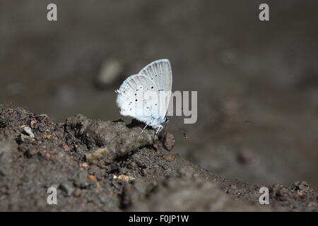 Short tailed blue Cupido argiades taking food from damp soil Stock Photo