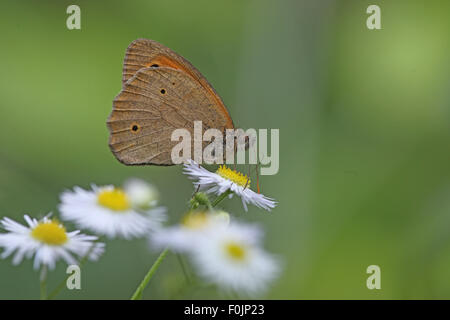Meadow brown Maniola jurtina male at rest on daisy Stock Photo