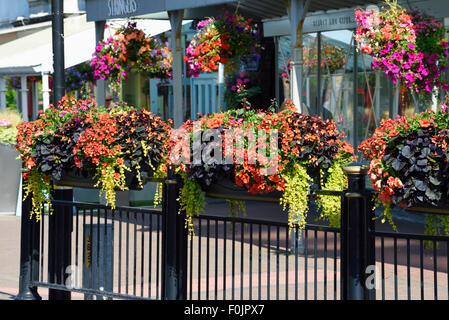 Row of colourful hanging baskets and window boxes outside a shop in Lytham, Lancashire Stock Photo