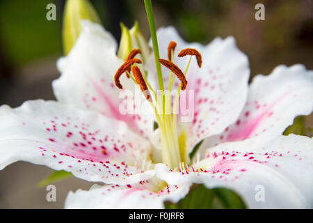 photograph of an oriental lily flower head