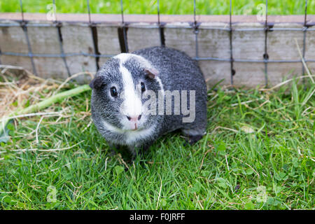 Photograph of a Grey and White Agouti Guinea Pig Stock Photo