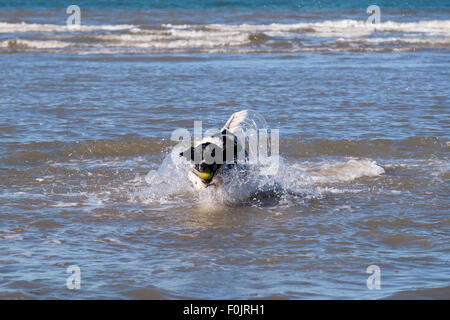 A Springer Spaniel dog retrieving a ball running in sea water on a beach. Wales, UK, Britain Stock Photo