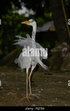 Wild heron spotted at Ancol Bird Park, North Jakarta, Jakarta, Indonesia. Archival photo. Stock Photo