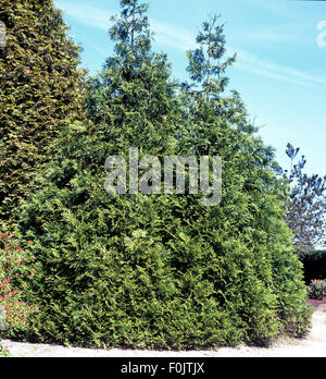 Lebensbaum, Thuja occidentalis Stock Photo