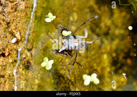 Common Backswimmer (Notonecta glauca) commonly called Water Boatman. Two adults feeding on a very young frog Stock Photo