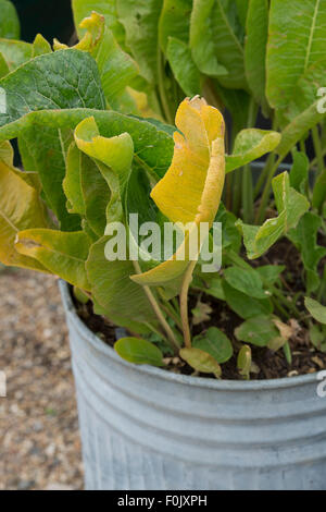 Armoracia rusticana. Horseradish plants growing in a dustbin Stock Photo