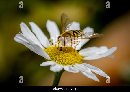 Hoverfly drinks nectar from a wild flower, corn chamomile Stock Photo