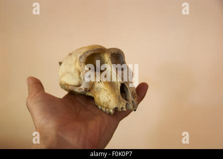 Skull of a Sulawesi black-crested macaque (Macaca nigra) offspring—found in the forest—is photographed in Batuputih village, North Sulawesi, Indonesia. Stock Photo