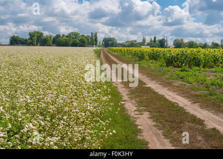 Ukrainian agricultural landscape with blossoming buckwheat and sunflower fields Stock Photo