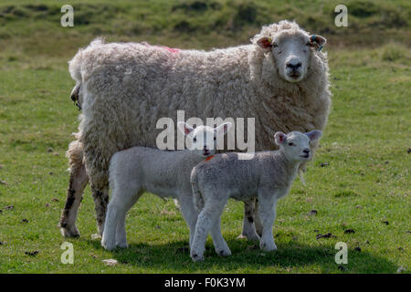 A mother Romney march sheep with two young lambs standing in a field. Stock Photo