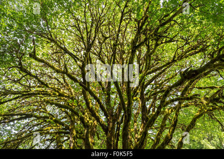 A sunlit bigleaf maple tree covered with epiphytic moss near Lake Crescent in Olympic National Park, Washington Stock Photo