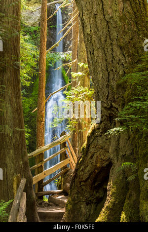Tall trees frame Marymere Falls on the Marymere Falls trail near Lake Crescent in Olympic National Park, Washington Stock Photo