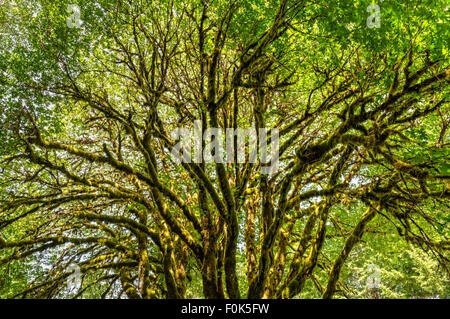 A sunlit bigleaf maple tree covered with epiphytic moss near Lake Crescent in Olympic National Park, Washington Stock Photo