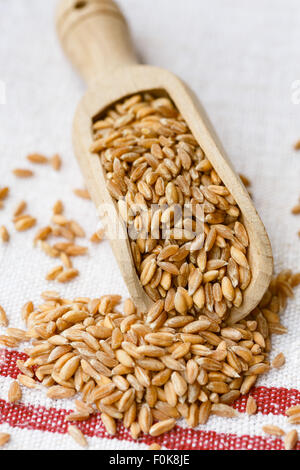 Spelt grains on a wooden scoop Stock Photo