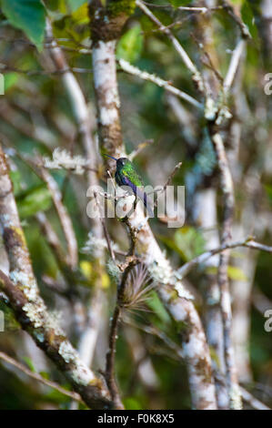 Vertical view of a violet-bellied hummingbird in Topes de Collantes National Park in Cuba. Stock Photo