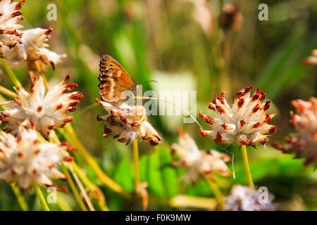 A butterfly on heathland in Pentire, North Cornwall, England Stock Photo