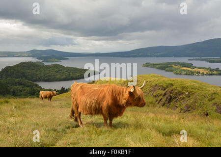 Highland cattle grazing in the wind on Conic Hill on The West Highland Way above the east side of Loch Lomond Stock Photo