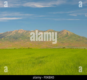 Agriculture, Green wheat fields with background of Soldier Mountains. Cama Prairie-Fairfield area, Idaho, USA Stock Photo